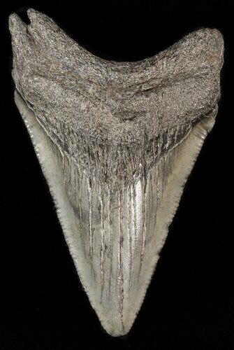 Megalodon Tooth - South Carolina #43590